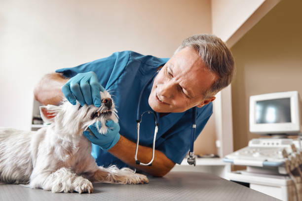Best 24-Hour Emergency Dentist in Diamond, IL